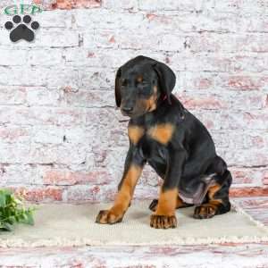 Mia, Doberman Pinscher Puppy